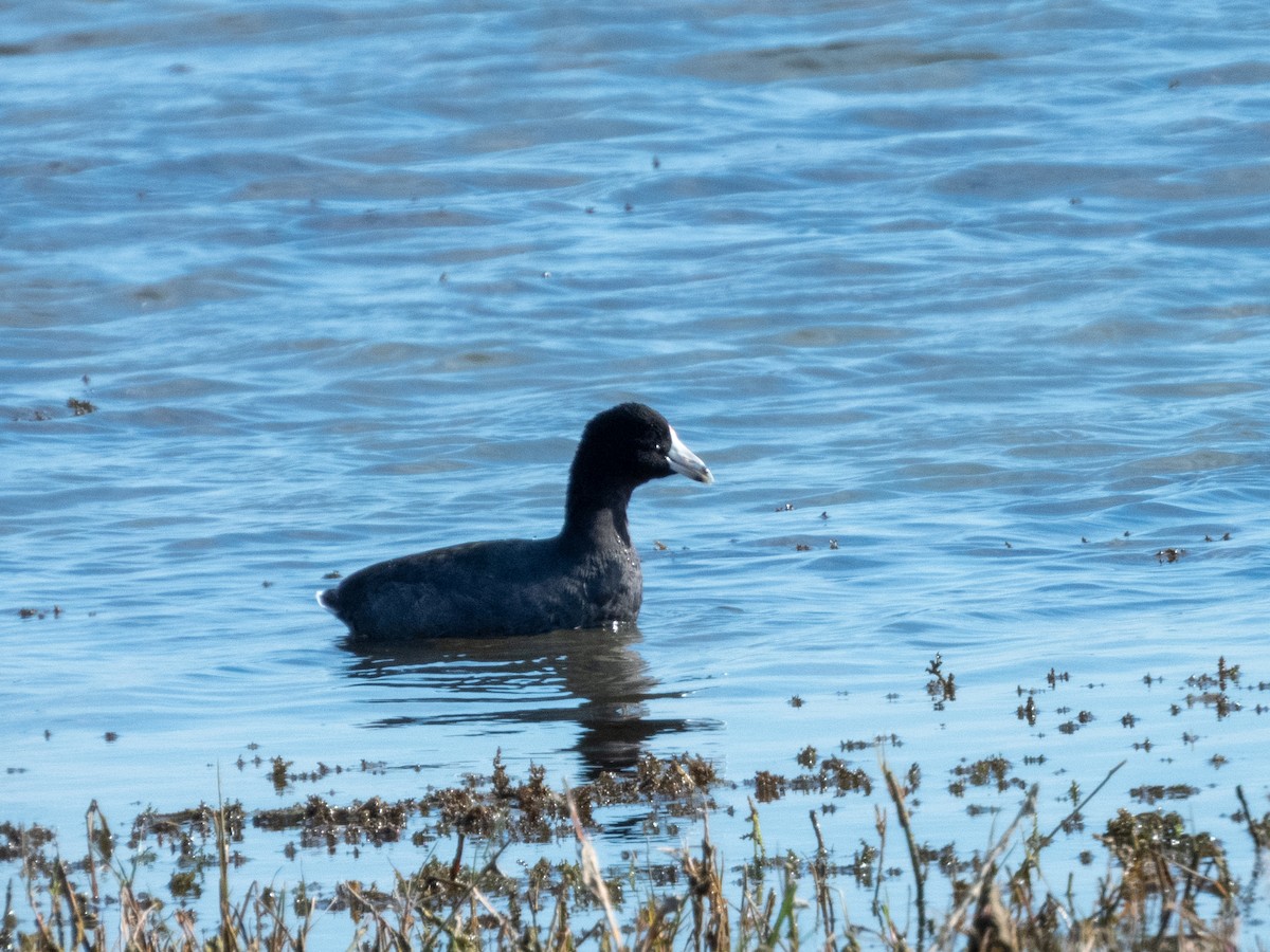 Amerika Mekesi - ML646709272