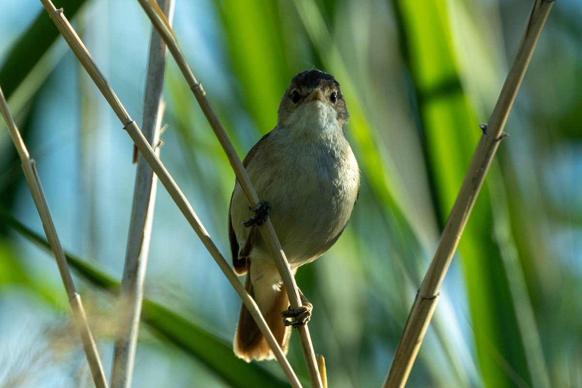 Тростниковая камышевка (группа baeticatus) - ML646709274