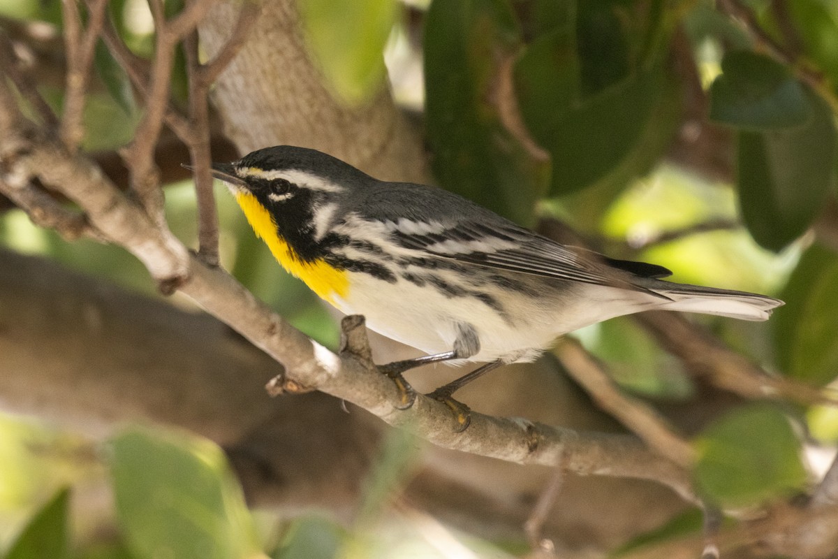 Paruline à gorge jaune (albilora) - ML646709281