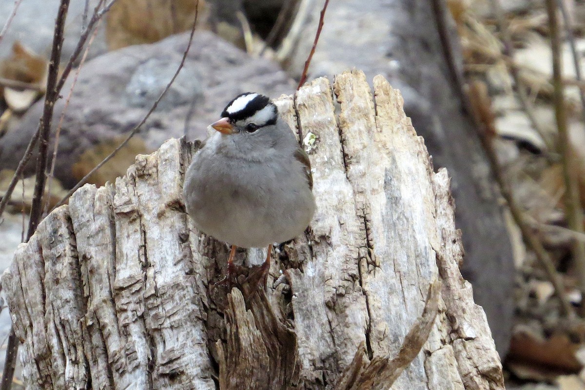 White-crowned Sparrow (Gambel's) - ML646709283