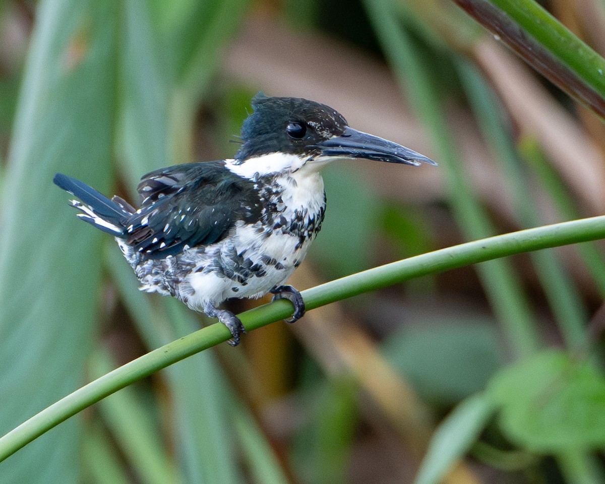Green Kingfisher - ML646709285