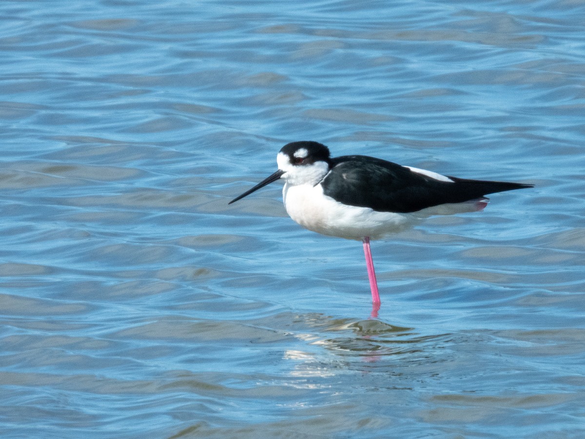 Maskeli Uzunbacak - ML646709286