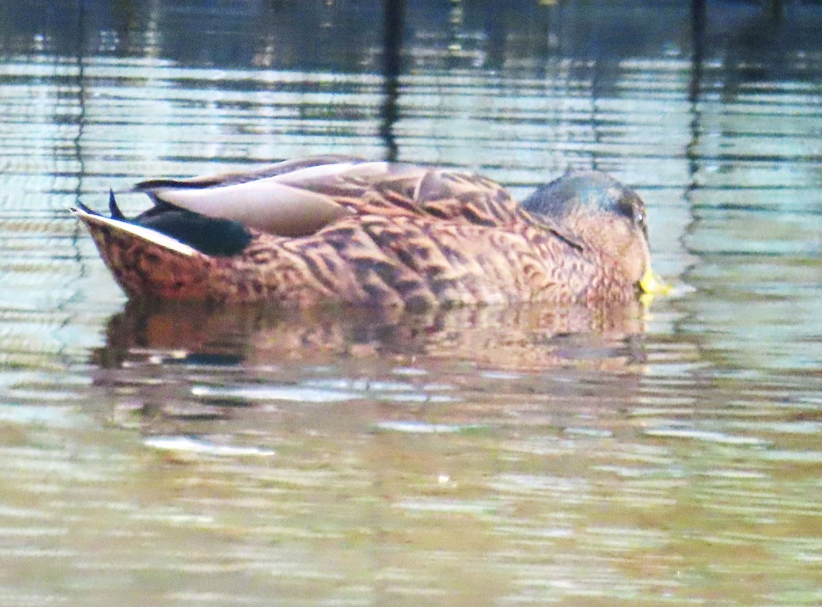Mallard x Mottled Duck (hybrid) - ML646709291