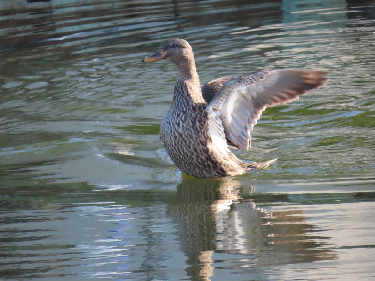 Mallard x Mottled Duck (hybrid) - ML646709292