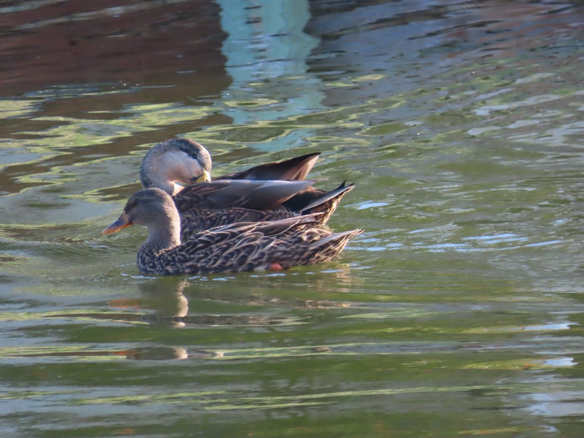 Mallard x Mottled Duck (hybrid) - ML646709293
