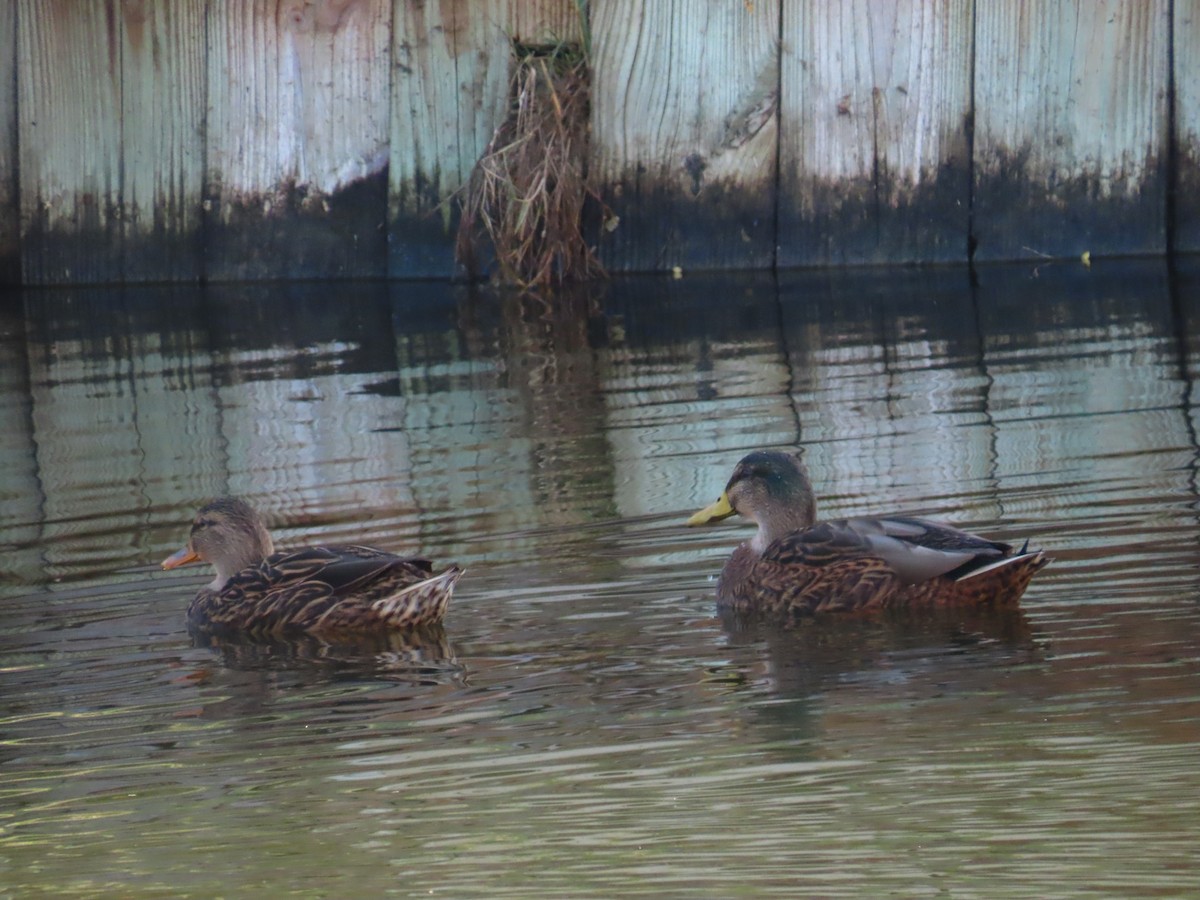Mallard x Mottled Duck (hybrid) - ML646709294