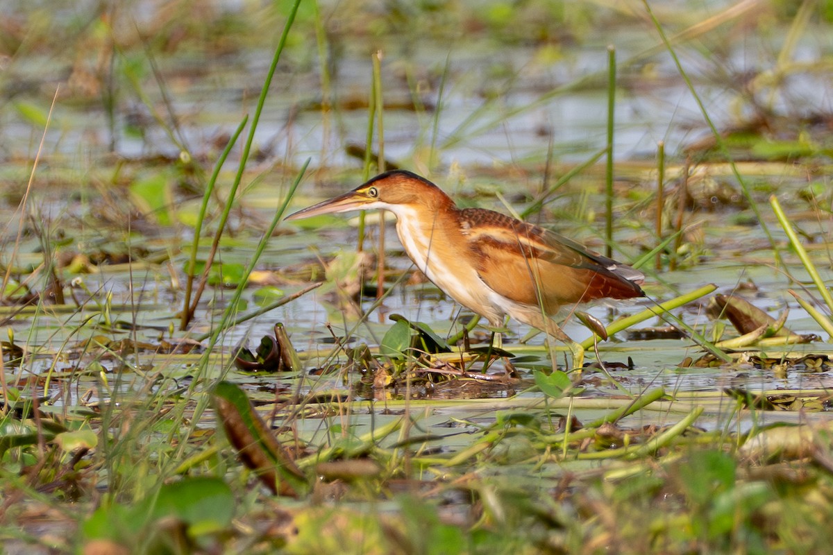 אנפית גמדית אמריקנית - ML646709302