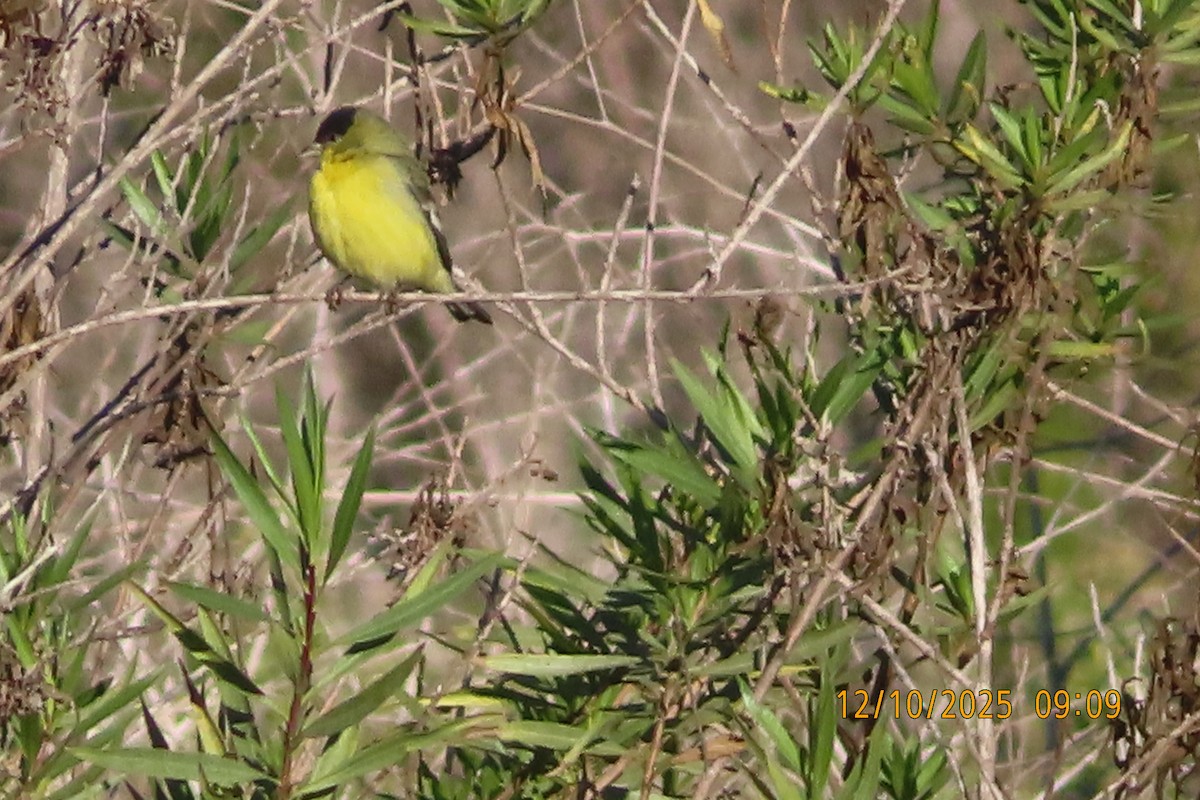 Jilguero Menor - ML646709303