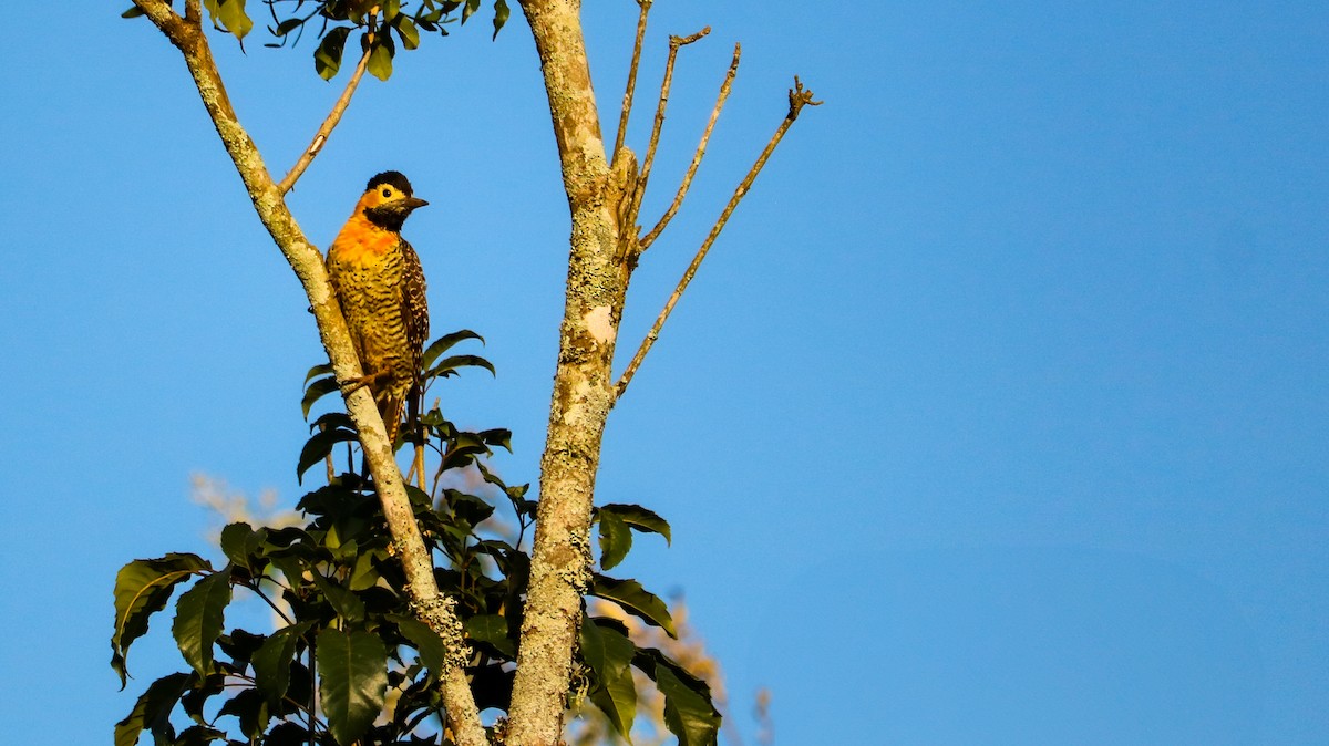 Campo Flicker - ML646709305