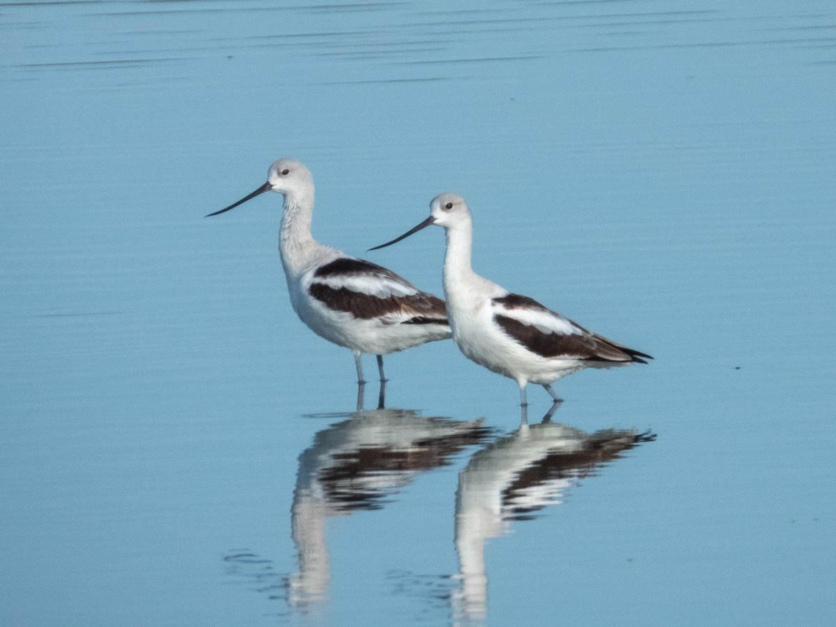 Kızıl Kılıçgaga - ML646709310