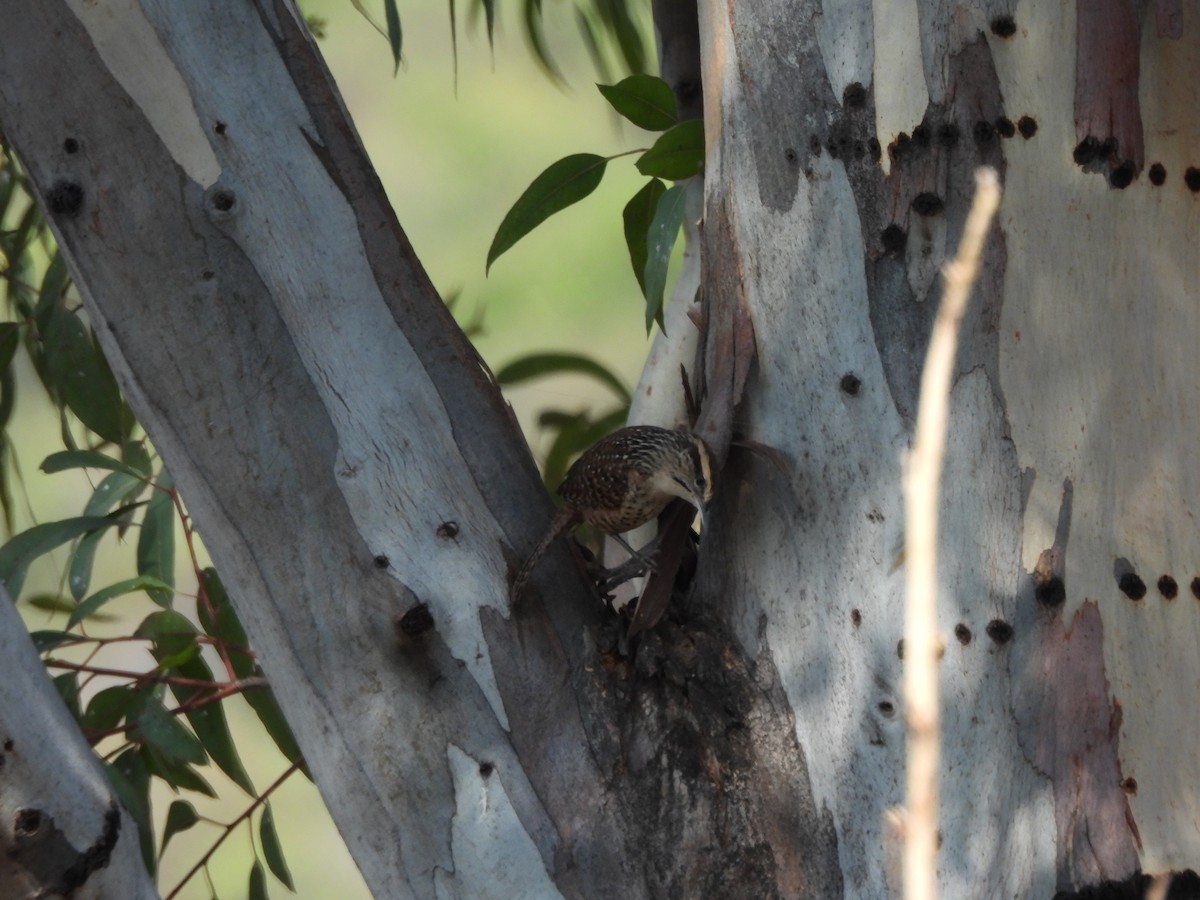 Spotted Wren - ML646709313