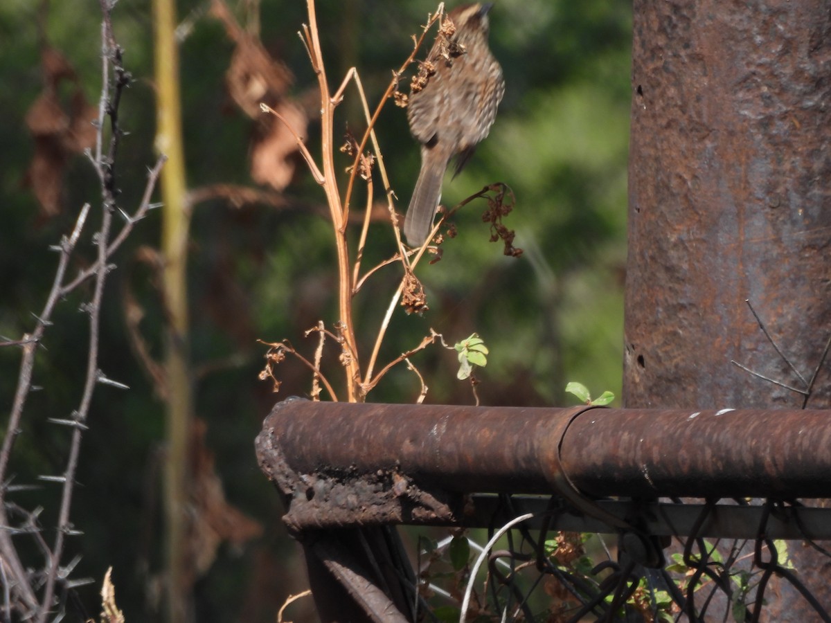 Spotted Wren - ML646709314