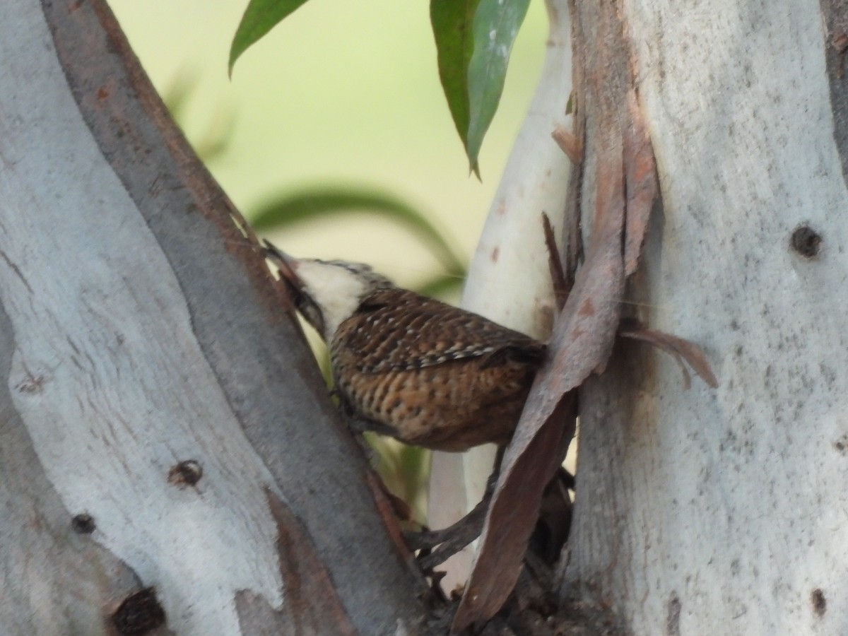 Spotted Wren - ML646709315