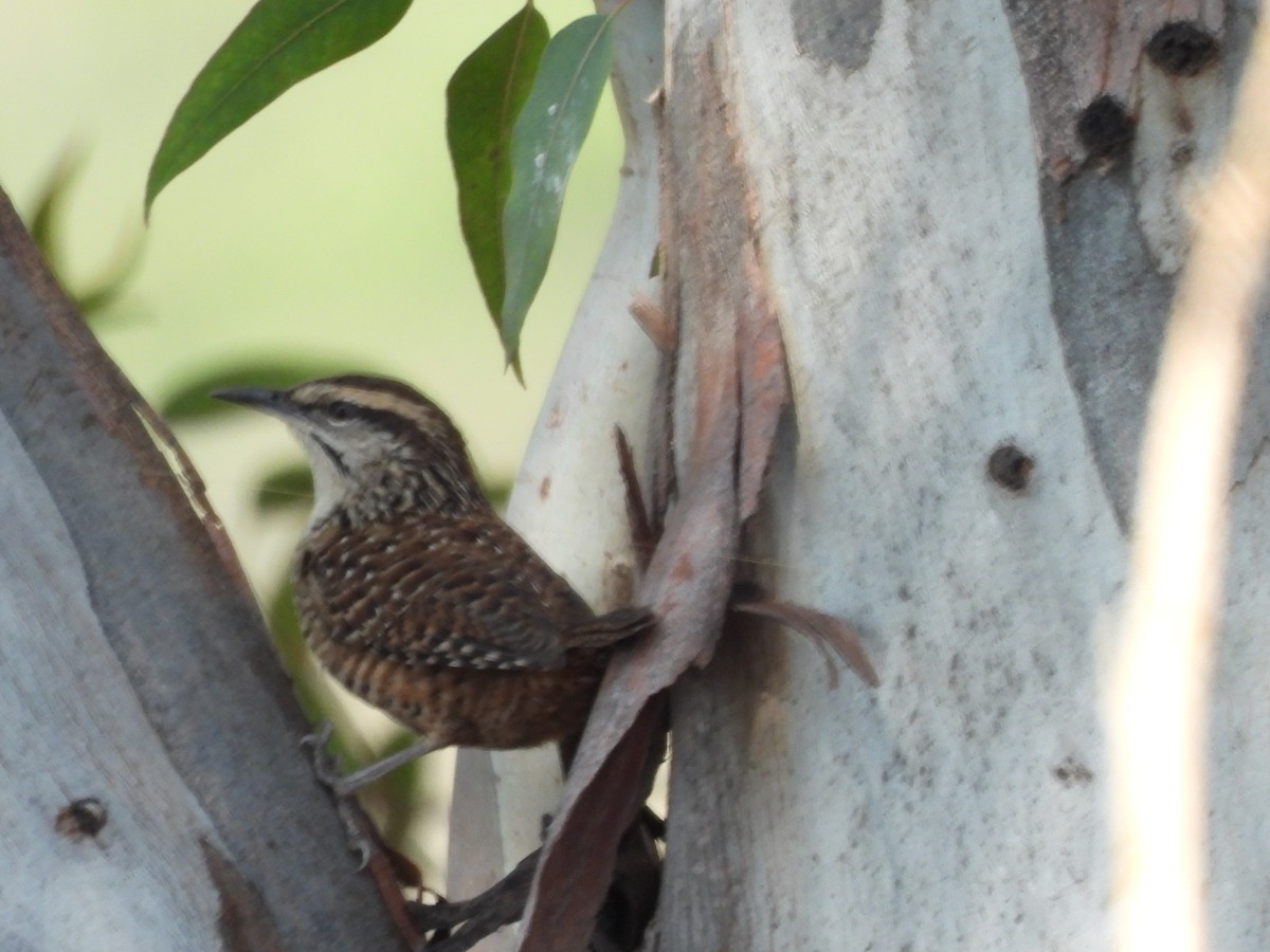 Spotted Wren - ML646709316
