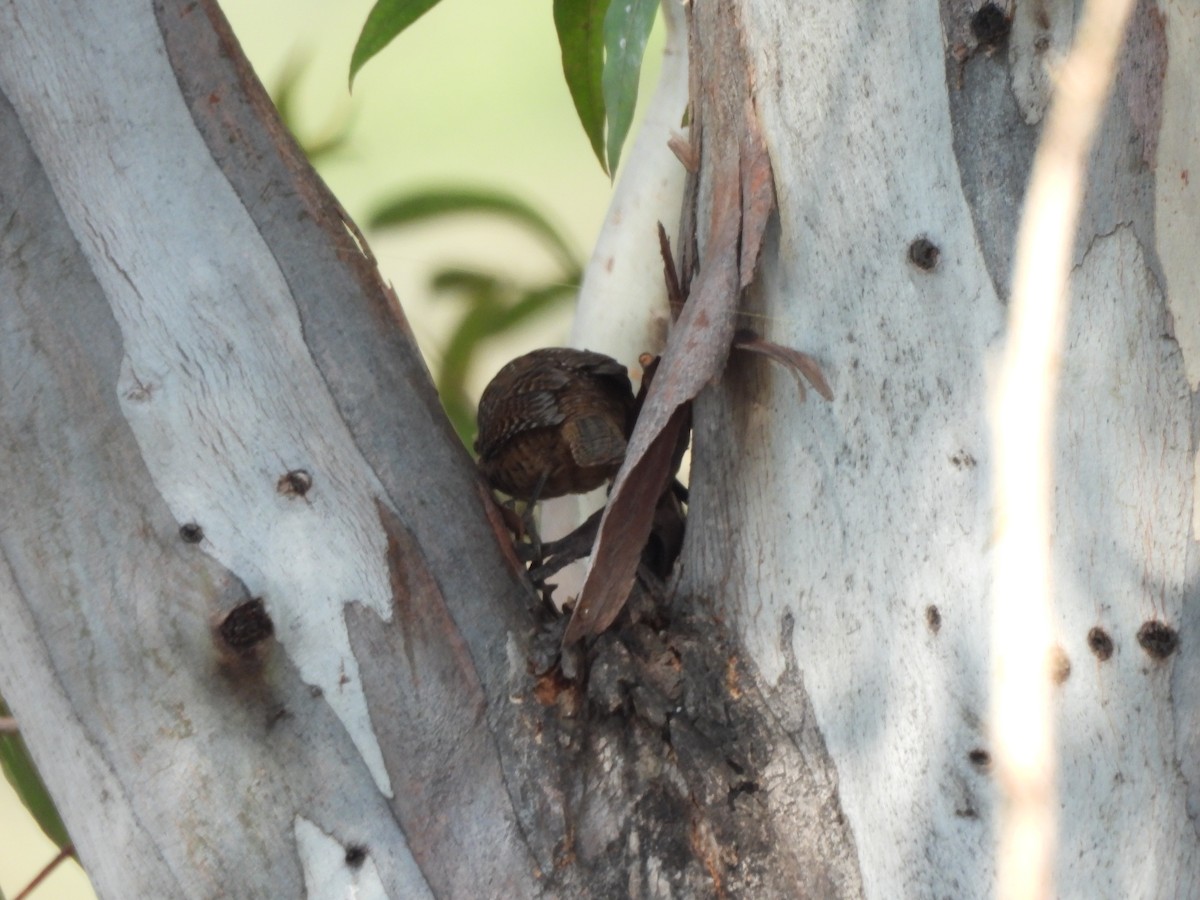Spotted Wren - ML646709317