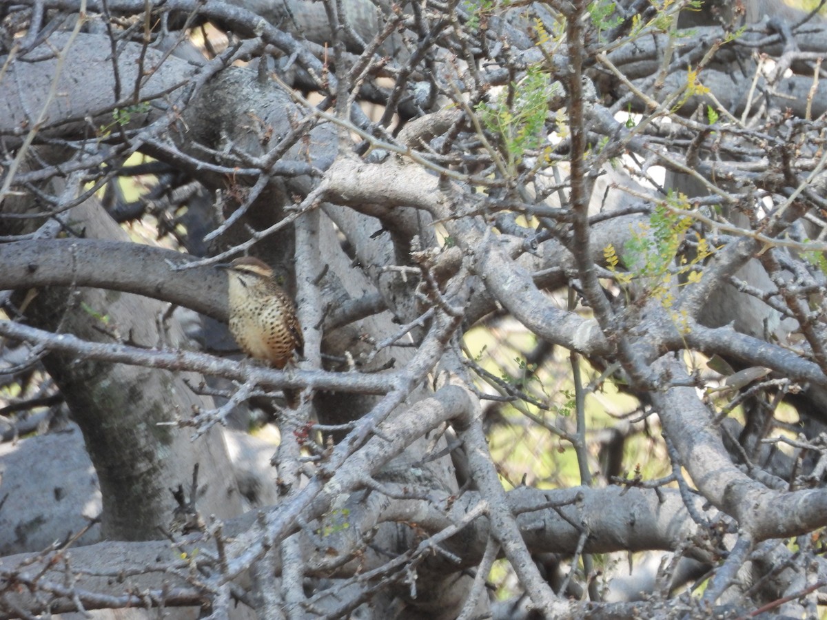 Spotted Wren - ML646709318