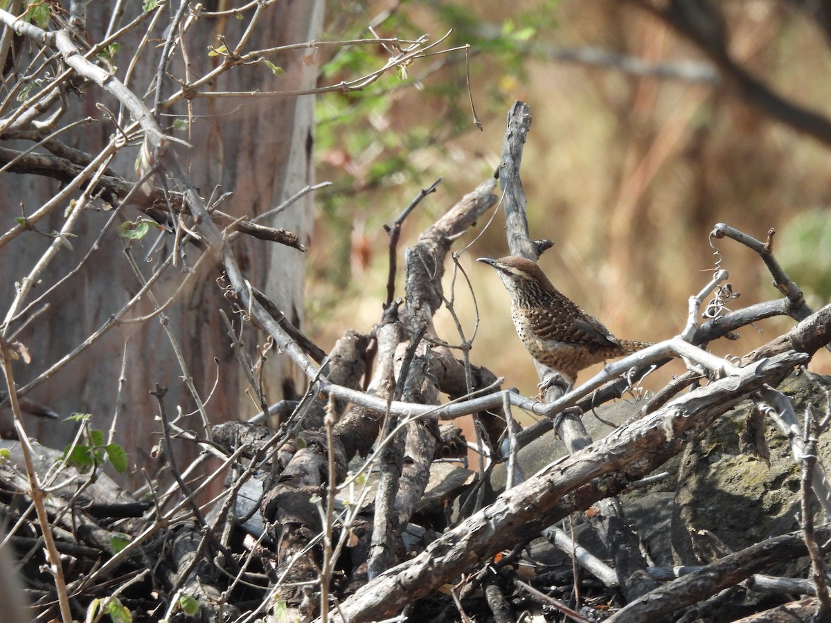 Spotted Wren - ML646709319