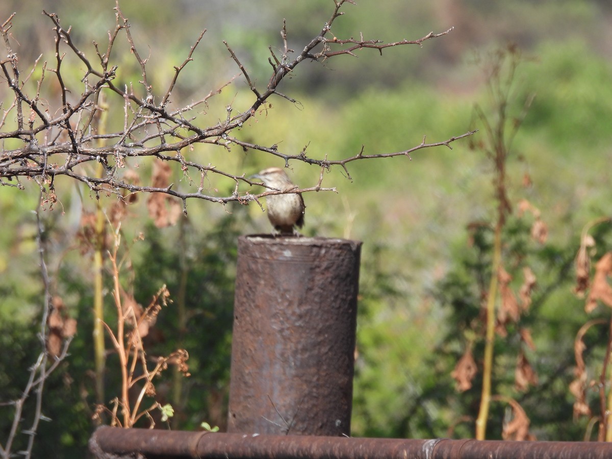 Spotted Wren - ML646709320