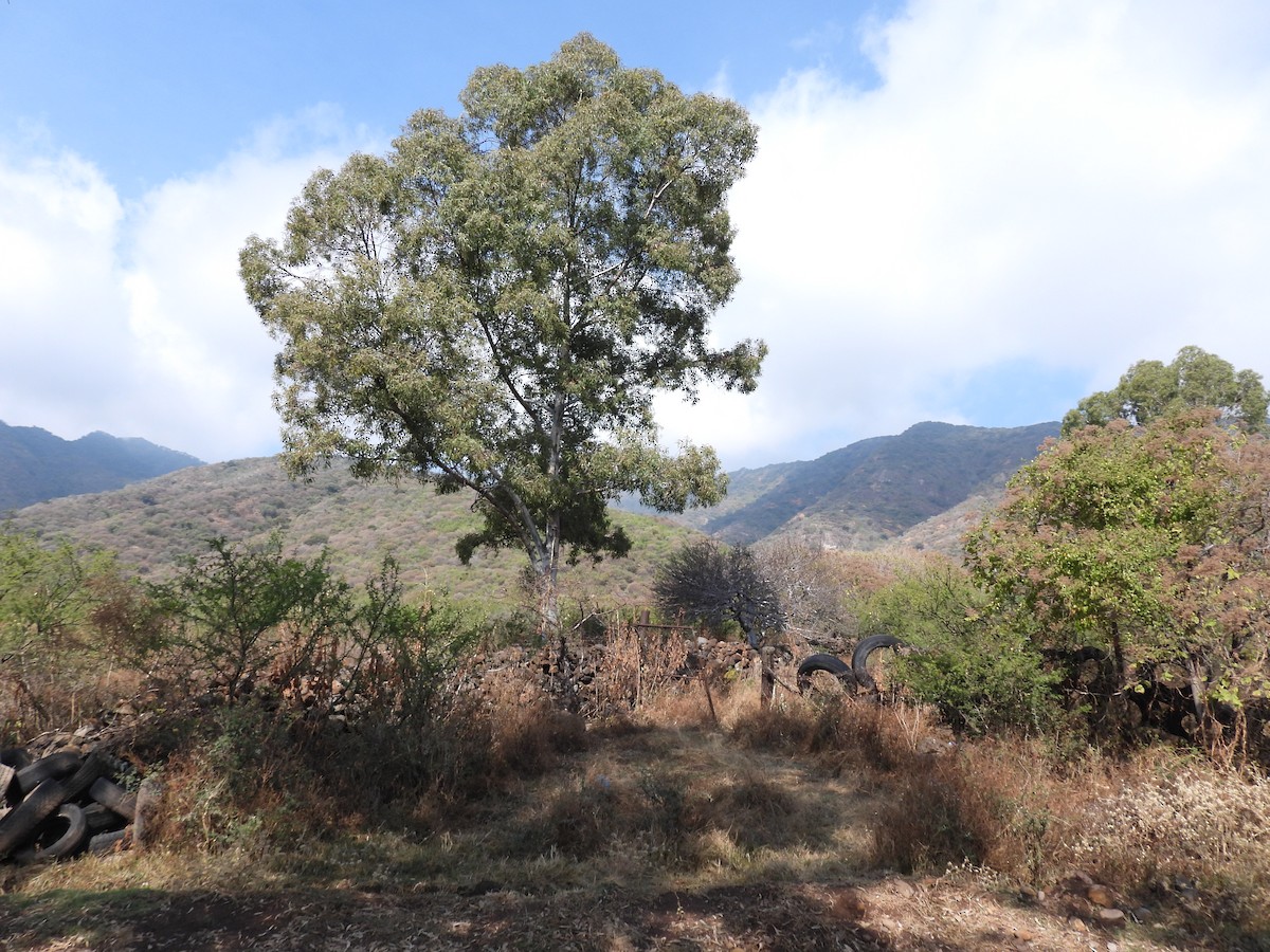 Spotted Wren - ML646709321