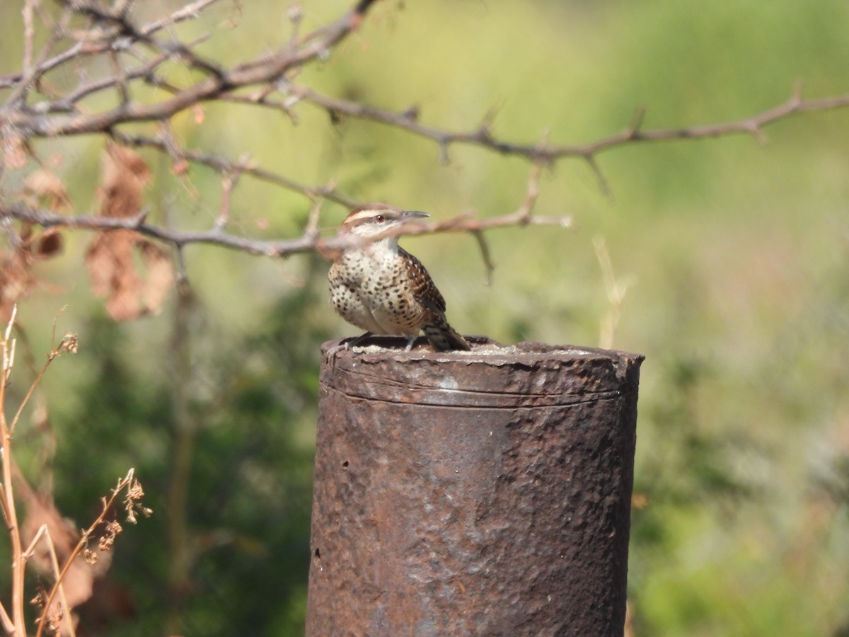 Spotted Wren - ML646709322