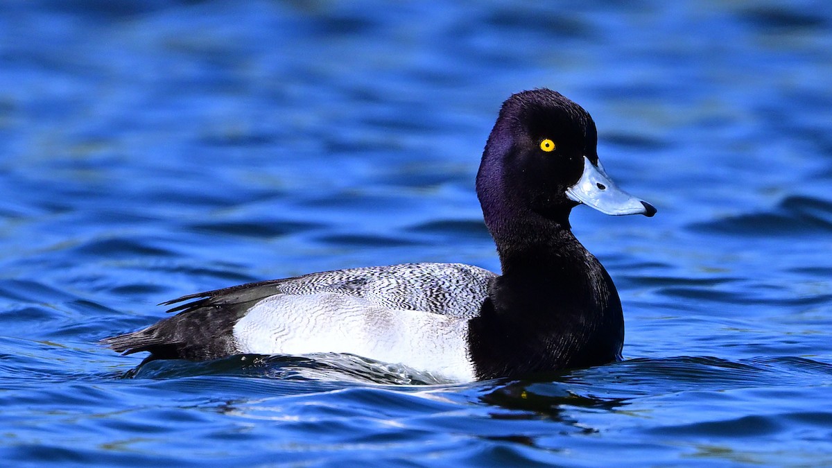 Lesser Scaup - ML646709323