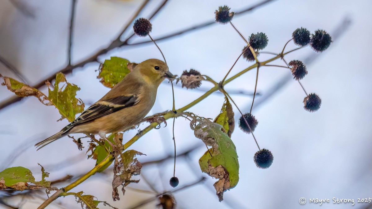 American Goldfinch - ML646709324