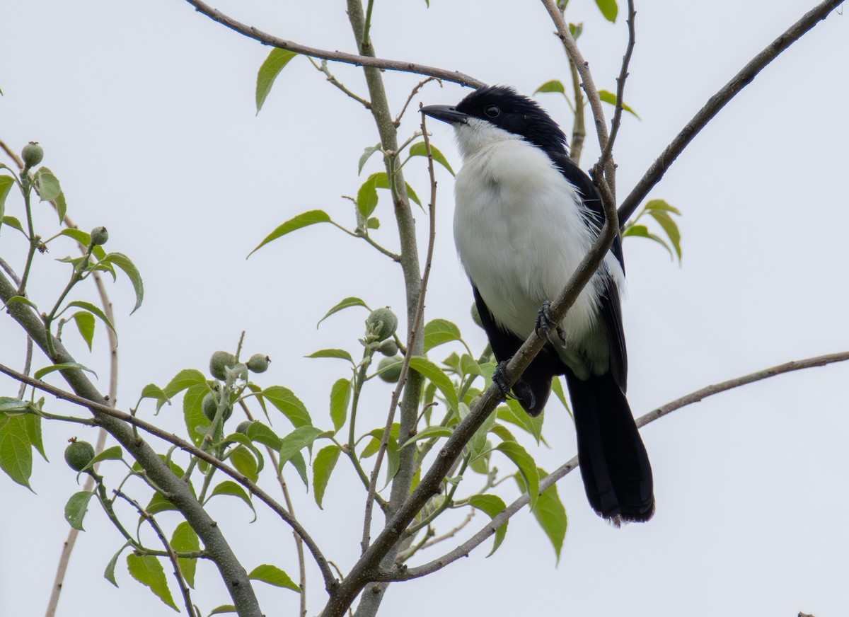 Gabon Boubou - ML646709325