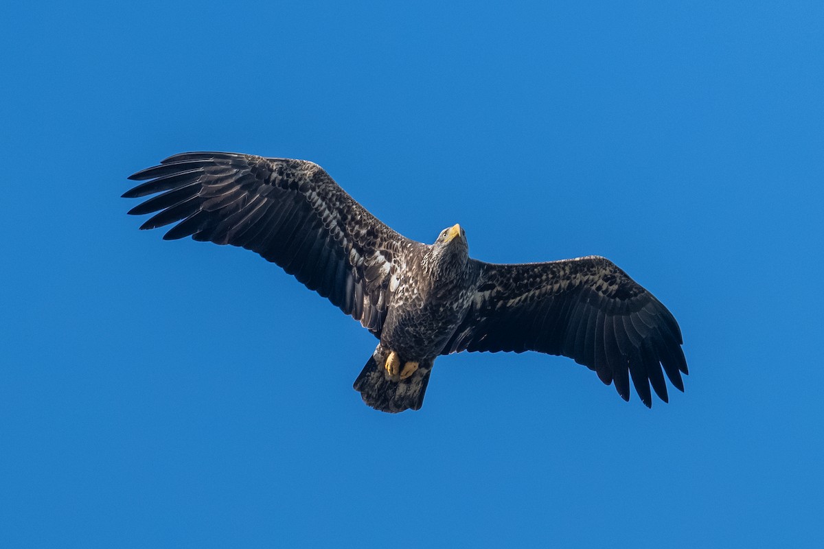 Bald Eagle - ML646709326