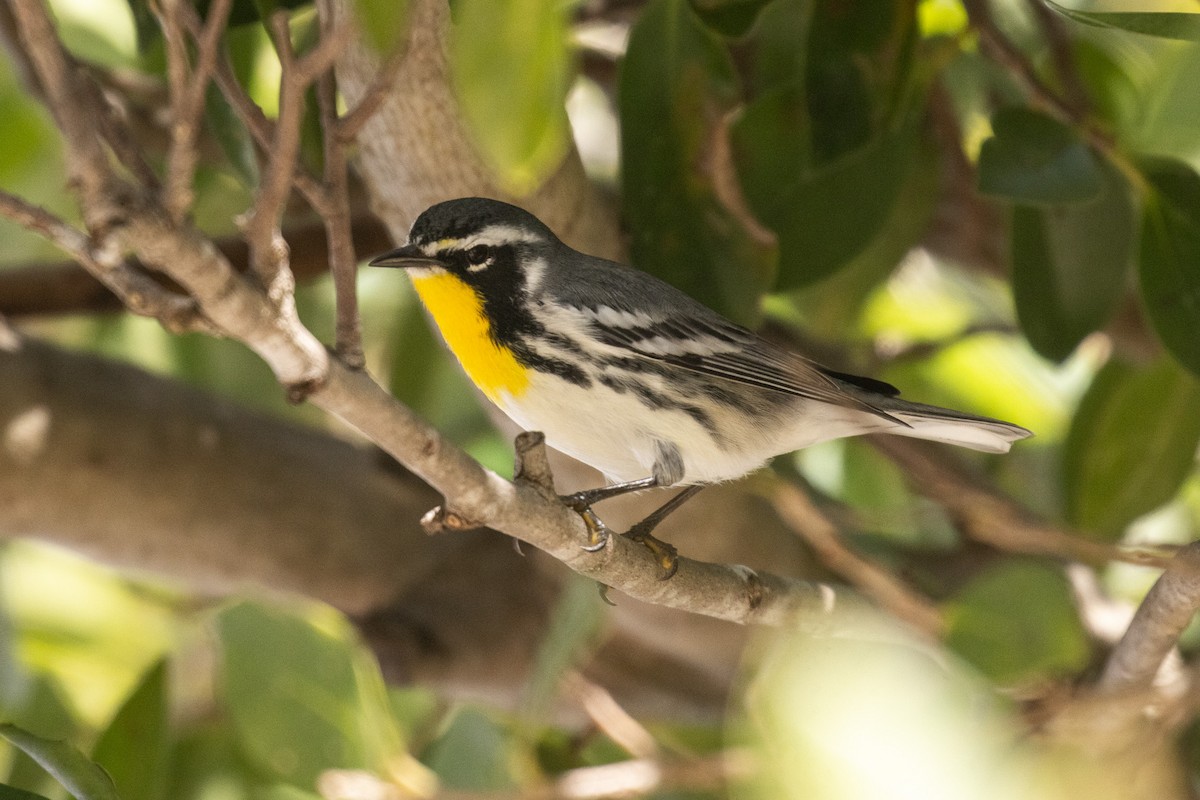 Yellow-throated Warbler (albilora) - ML646709327
