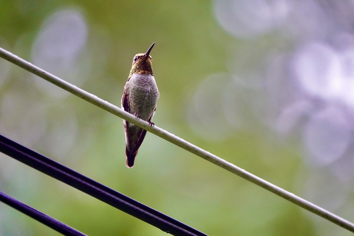 Anna's Hummingbird - ML646709328