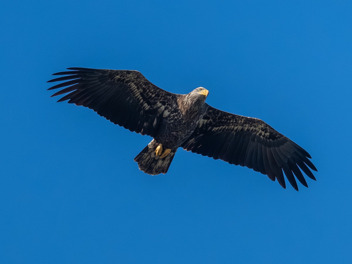 Bald Eagle - ML646709329