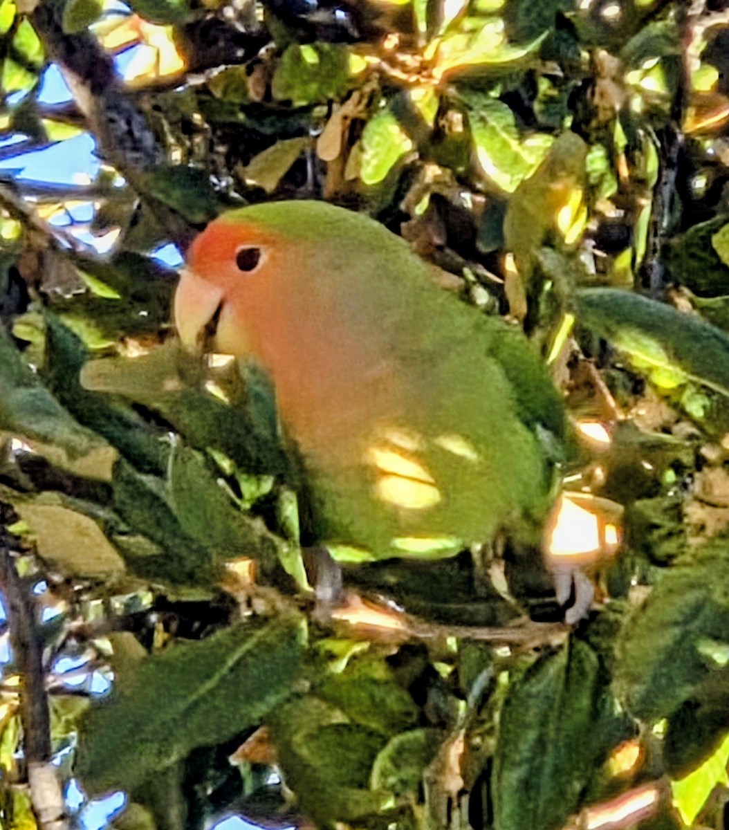Rosy-faced Lovebird - ML646709330