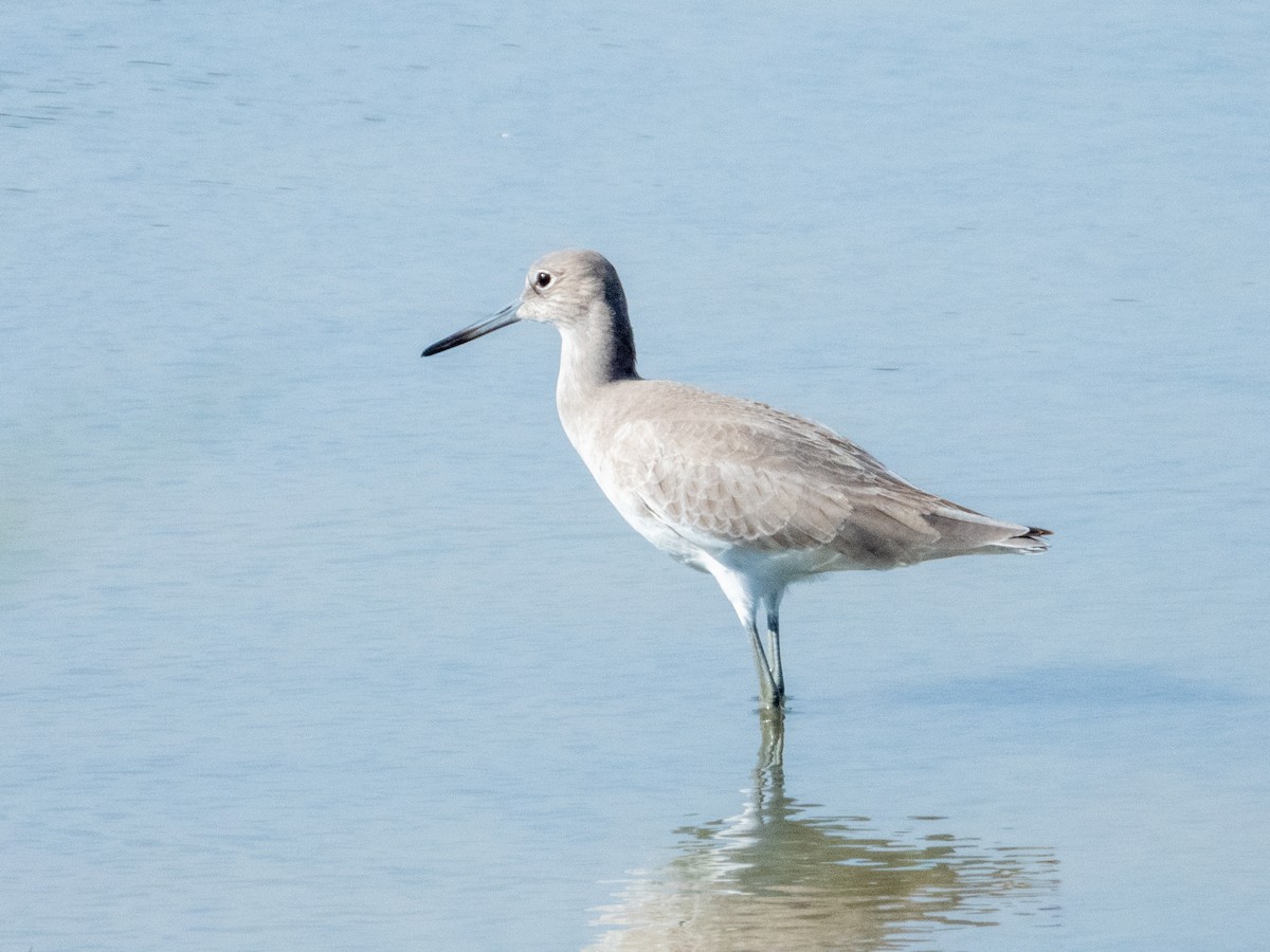 Willet - ML646709331