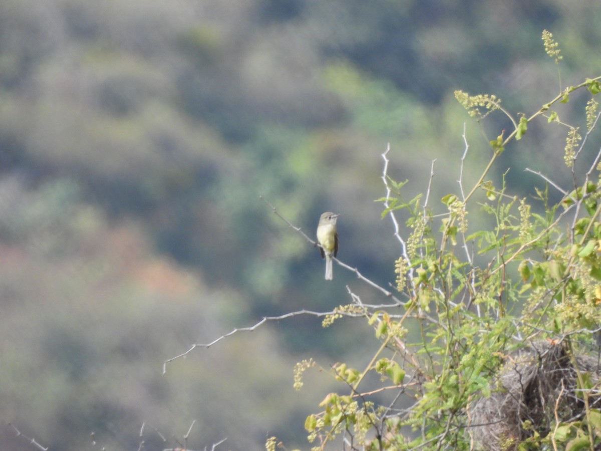 Greenish Elaenia - ML646709332