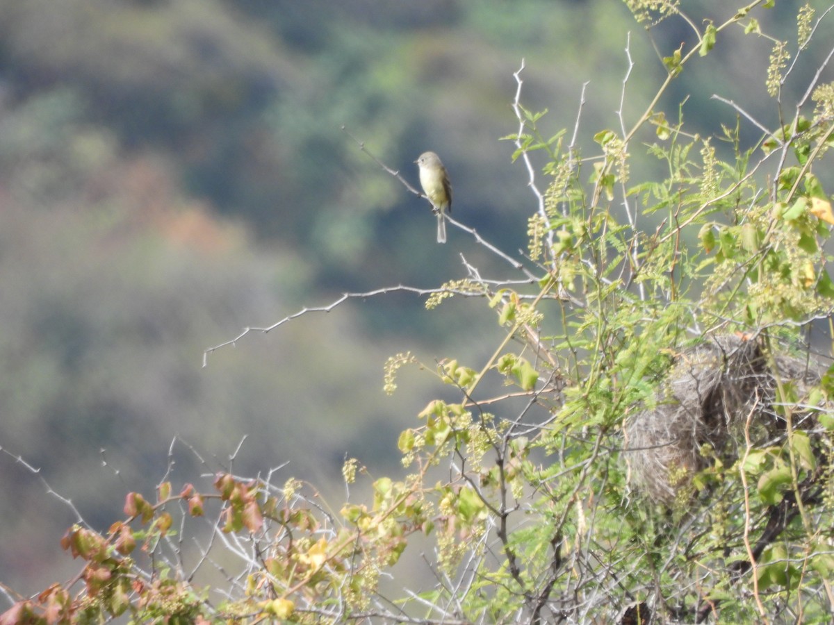 Greenish Elaenia - ML646709333