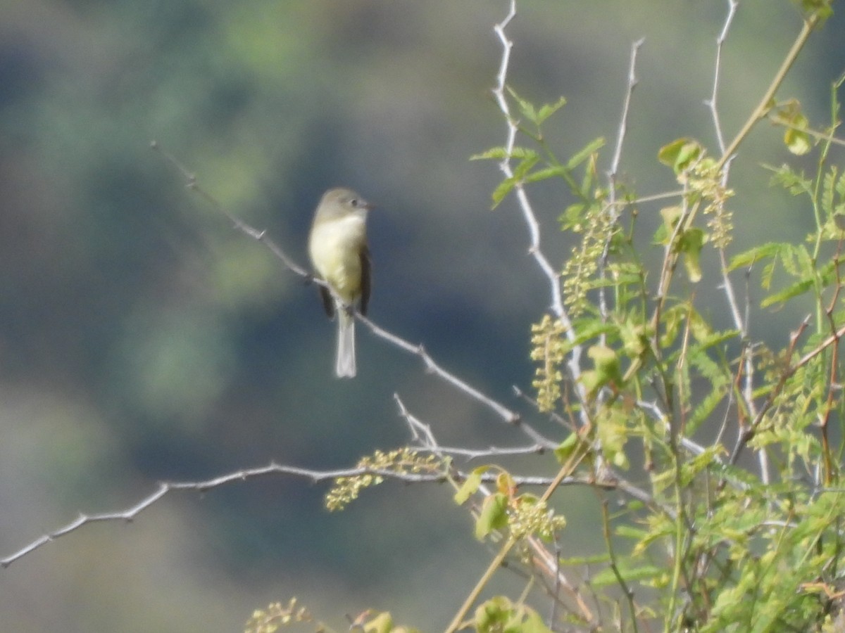 Greenish Elaenia - ML646709334