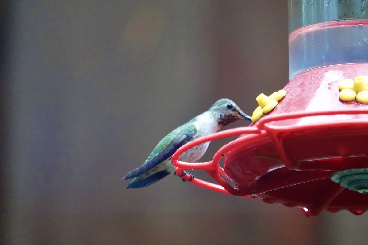 Anna's Hummingbird - ML646709335