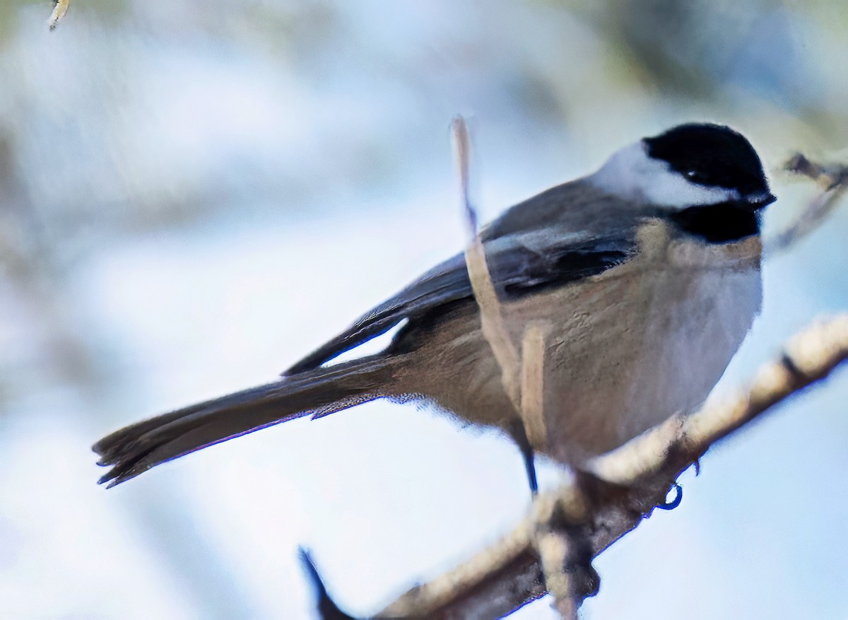 Black-capped Chickadee - ML646709336
