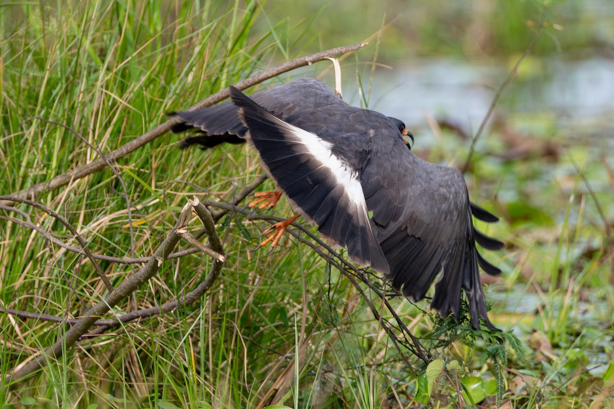 Snail Kite - ML646709337