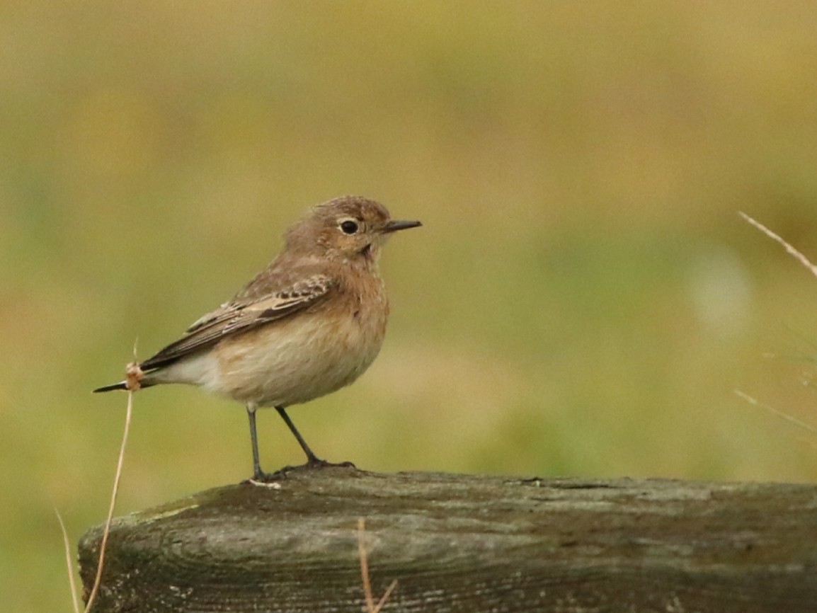 Pied Wheatear - ML646709338