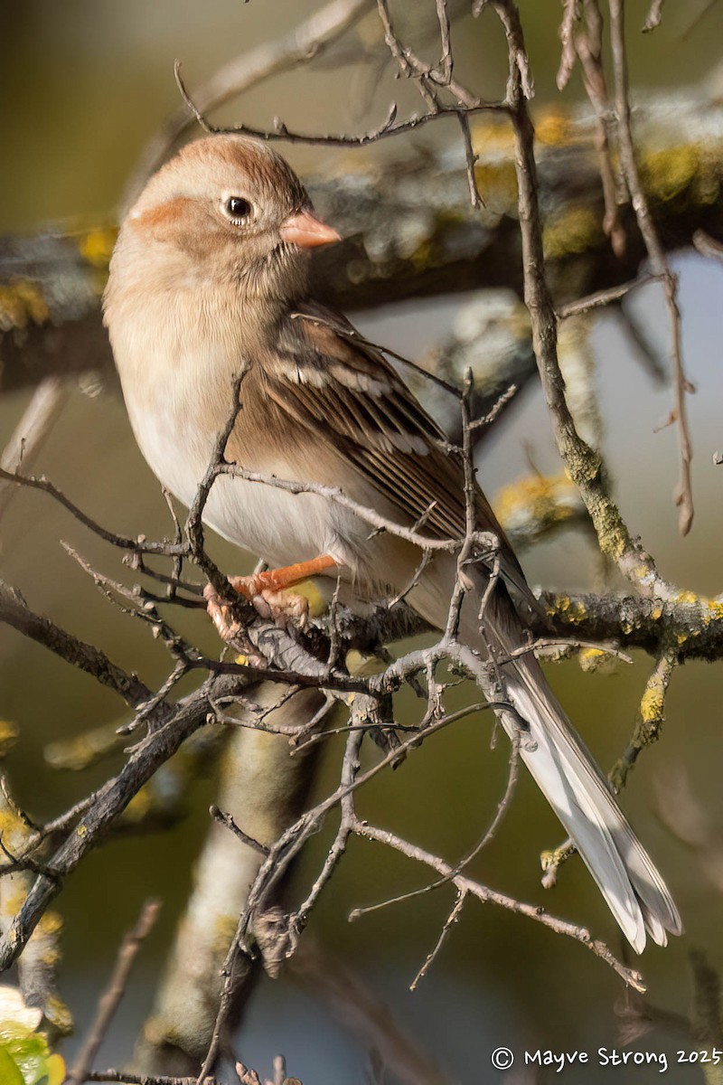 Field Sparrow - ML646709339