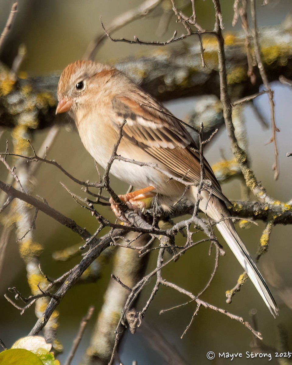 Field Sparrow - ML646709340