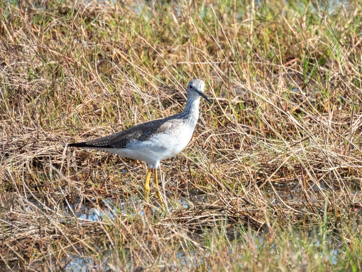 Büyük Sarıbacak - ML646709342