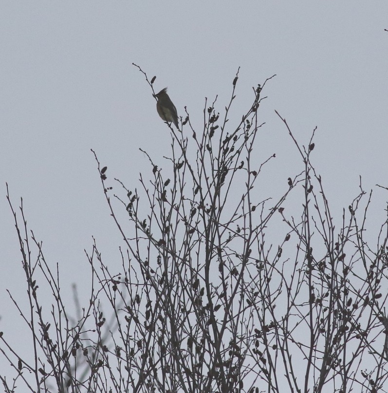 Cedar Waxwing - ML646709344