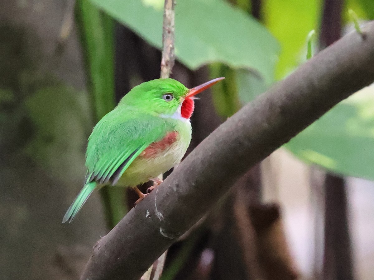 Jamaican Tody - ML646709345
