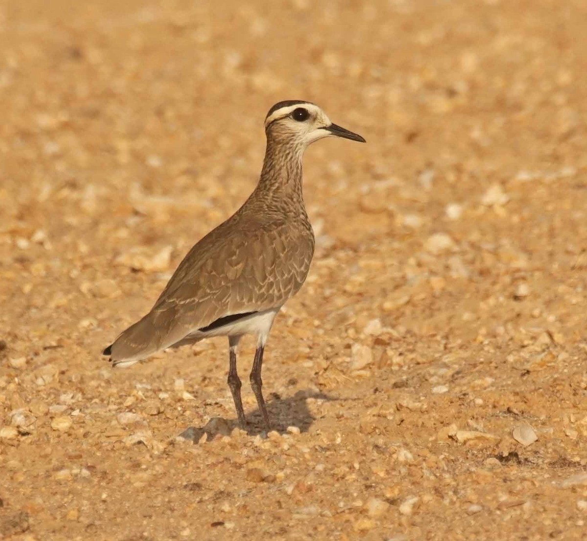 マミジロゲリ - ML646709346