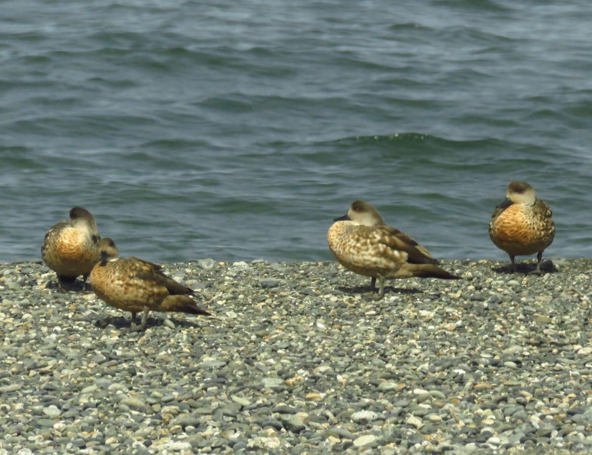Crested Duck - ML646709348