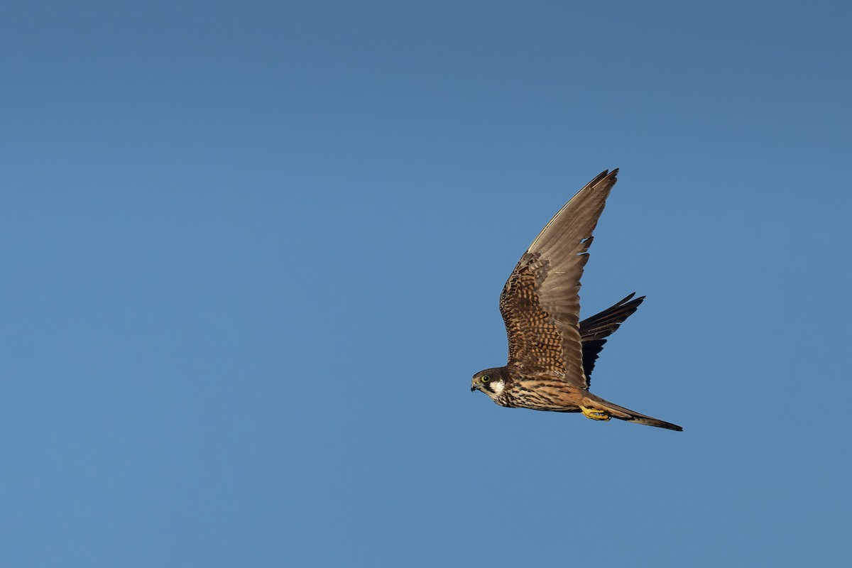 Faucon d'Éléonore - ML646709349