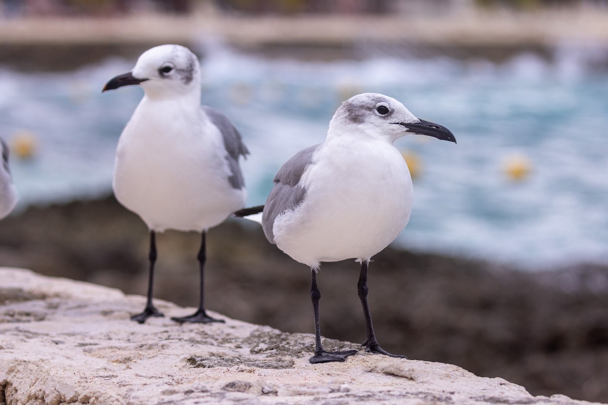 Mouette atricille - ML646709351