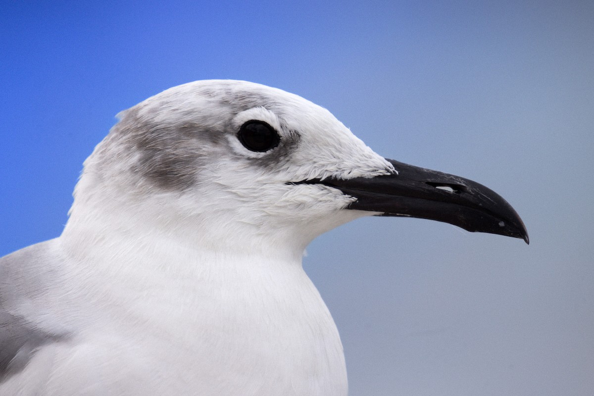 Mouette atricille - ML646709352